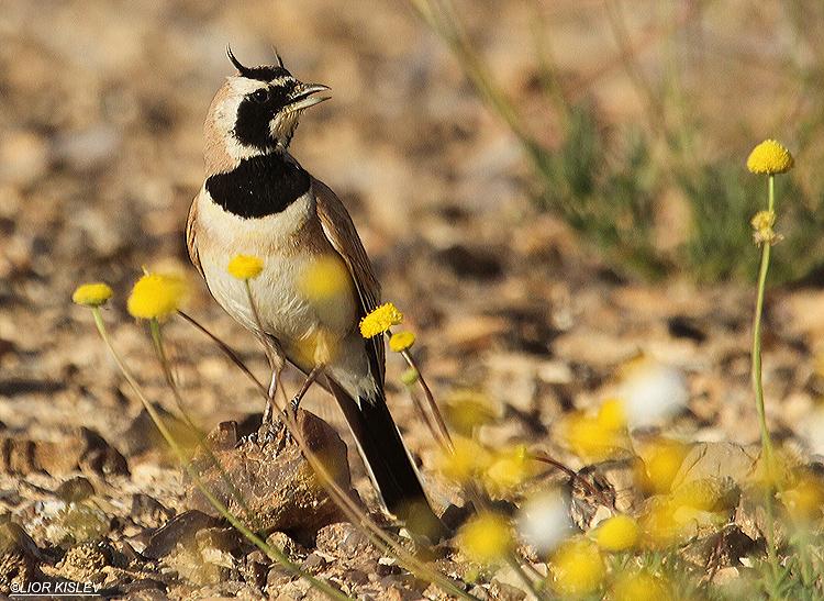     Temminck's (Horned) Lark Eremophila bilopha  ,   the Meishar southern Negev, April 2010 Lior Kislev